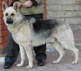 Arbat RKF 1564964 P Arbat RKF 1564964 P