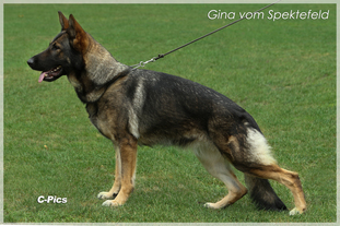 Gina vom Spektefeld Gina vom Spektefeld