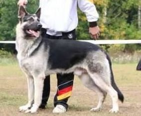 Bat Han Serdityy Strazh Bat Han Serdityy Strazh