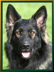 Zorro von der Osterwiese Zorro von der Osterwiese