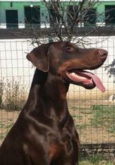 Zak (LOI 16/68877) Zak (LOI 16/68877)