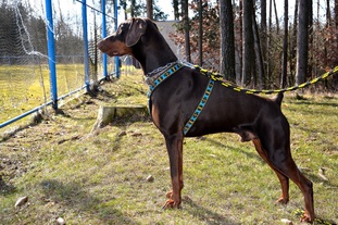 Velvet Vitaly Alary Aslar Velvet Vitaly Alary Aslar