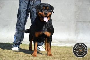 Luz Amira Blackrosesrot Luz Amira Blackrosesrot