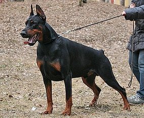 Pirat Pireira iz Zoosfery Pirat Pireira iz Zoosfery