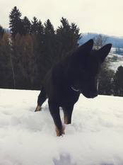 Päris vom Alpaland Päris vom Alpaland