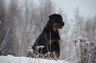 Maahismetsän Liftari Maahismetsän Liftari