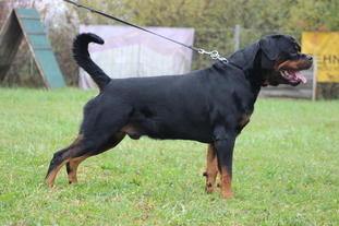 Rocky vom Steintor Rott Rocky vom Steintor Rott