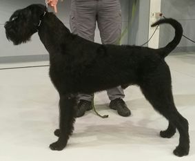 Vauhtivietin Adjutantti Vauhtivietin Adjutantti