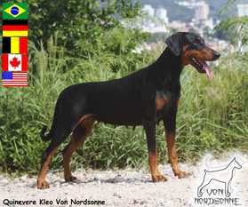 Quinevere Kleo von Nordsonne Quinevere Kleo von Nordsonne