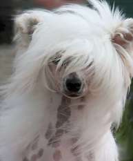 Xioma Golly Miss Molly Xioma Golly Miss Molly