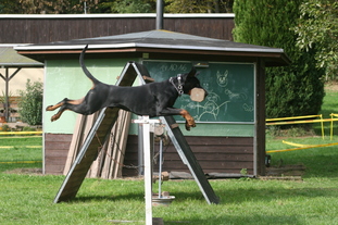 Spikefürst vom Strengbach Spikefürst vom Strengbach