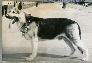 Askar K-393 Askar K-393