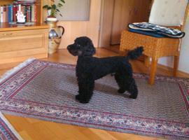 Niro von der roten Buche Niro von der roten Buche