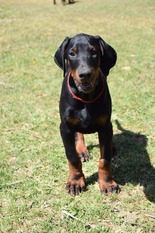Dei Gloria Doberville Daredevil Dei Gloria Doberville Daredevil