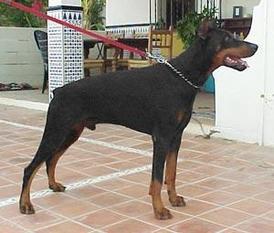 Jano von Bayern (dzb 114375) Jano von Bayern (dzb 114375)