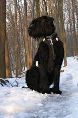 Atticus ARX FORTUNAE Atticus ARX FORTUNAE