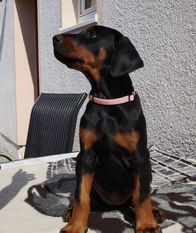 Azra vom Kyffhäuser Azra vom Kyffhäuser