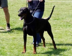 Nero Noran van de Dobermann-Borgh Nero Noran van de Dobermann-Borgh