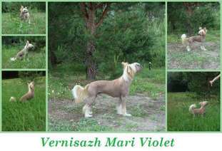 Vernisazh Mari Violet Vernisazh Mari Violet