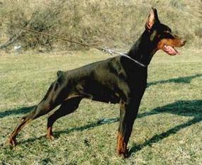 Grayce von Morosso Grayce von Morosso