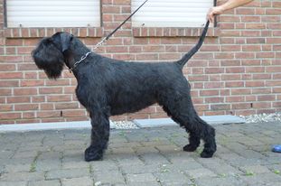 Abby vom Wendehammer Abby vom Wendehammer