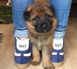 Nike von der Schafsweide Nike von der Schafsweide