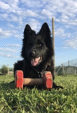 Jolie Rouge z Lomeckeho polesi Jolie Rouge z Lomeckeho polesi