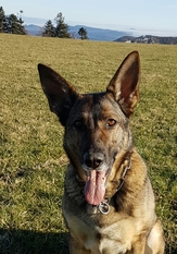 Bessy von der Wolfsmacht Bessy von der Wolfsmacht