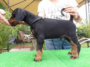 Viggo von Bullerbü Viggo von Bullerbü