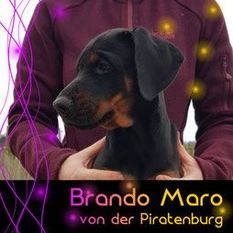 Brando Maro von der Piratenburg Brando Maro von der Piratenburg
