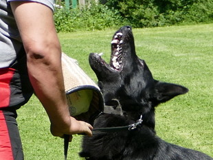 Zeus vom Amistad Zeus vom Amistad