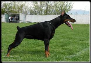Cessie von schwarze kraft Cessie von schwarze kraft