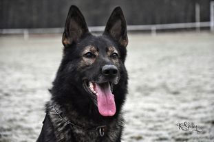 Jefe vom Wolfsweiher Jefe vom Wolfsweiher