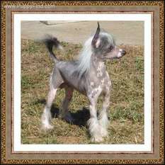 Dragon Hills Cowboy Bojangle Dragon Hills Cowboy Bojangle