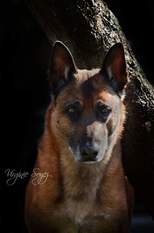 Goliatt LOSH 1022255 (Cokic) Goliatt LOSH 1022255 (Cokic)