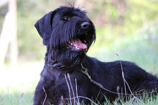 Orcan von Elberfeld Orcan von Elberfeld