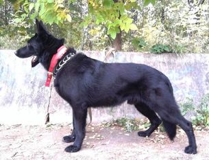 Zhgur Klark Vidzhi Zhgur Klark Vidzhi