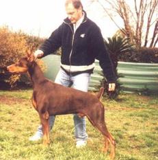 Nabi Brown von Wallsal Nabi Brown von Wallsal
