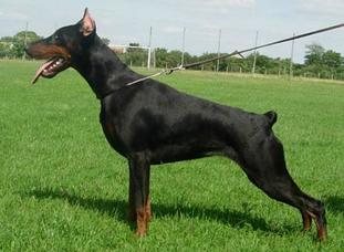 Belona von Nollyzor Belona von Nollyzor