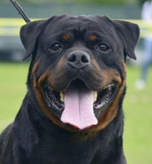 Kito von der Tonberger Höhe Kito von der Tonberger Höhe