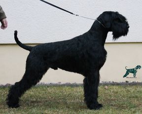 Salazar von Blackmoore Salazar von Blackmoore