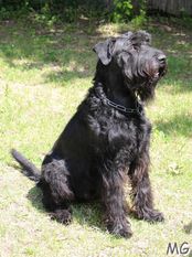 Ghost von Favoriten Ghost von Favoriten