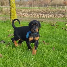 Collin van het Hanhofshoeve Collin van het Hanhofshoeve