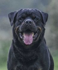 Thoran vom Hirschenrangen Thoran vom Hirschenrangen