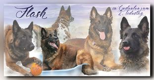 Flash (Eiermann) (R) Flash (Eiermann) (R)