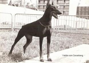 Yalda vom Cesarberg Yalda vom Cesarberg