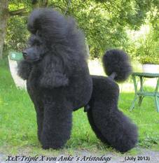 XxX-Triple X von Anke's Aristodogs XxX-Triple X von Anke's Aristodogs