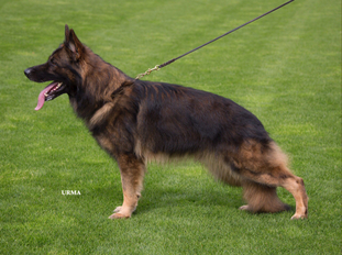 Perro von der schwarzen Natter Perro von der schwarzen Natter