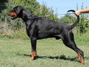 Am Legend von Nobel Line Am Legend von Nobel Line