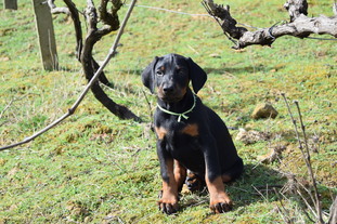 Dei Gloria Doberville Dark Gary Dei Gloria Doberville Dark Gary